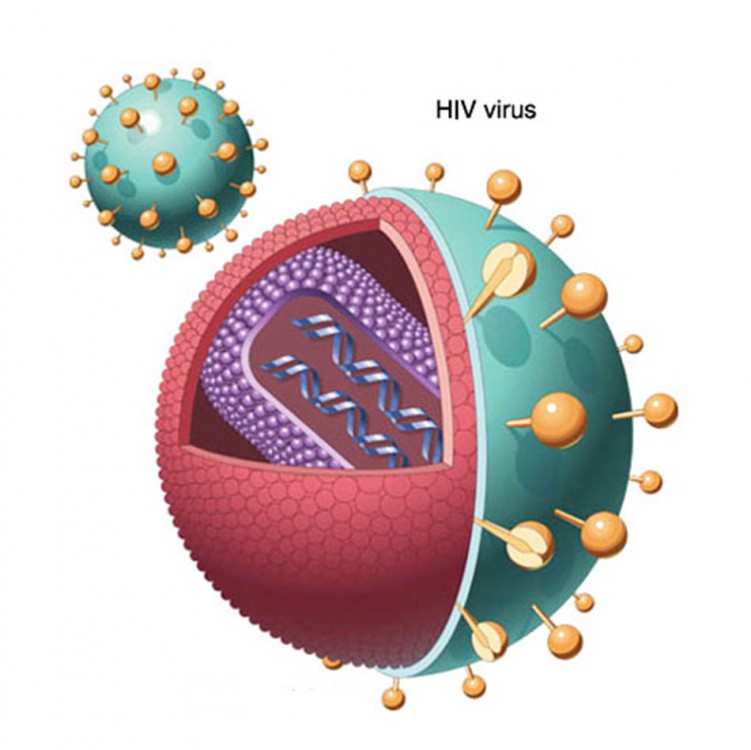 Dấu hiệu nhiễm HIV đặc trưng trong từng giai đoạn phát triển bệnh 